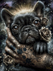 Cosmic Frenchie by LaViie 90x120 mit 115 Farben